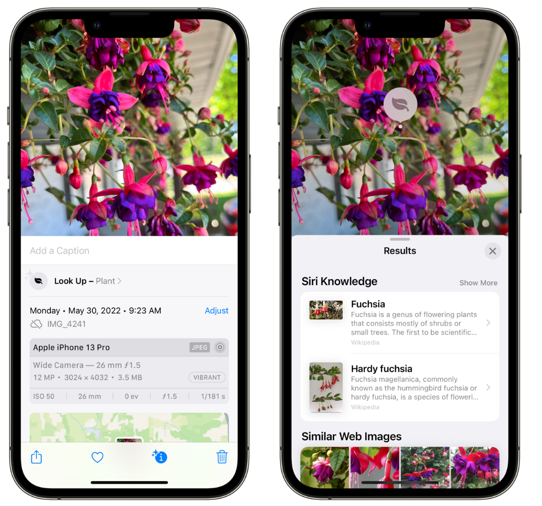 文峰苹果手机维修分享小技巧：使用 iPhone 相机识别花卉植物 